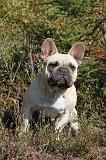 BOULEDOGUE FRANCAIS 239